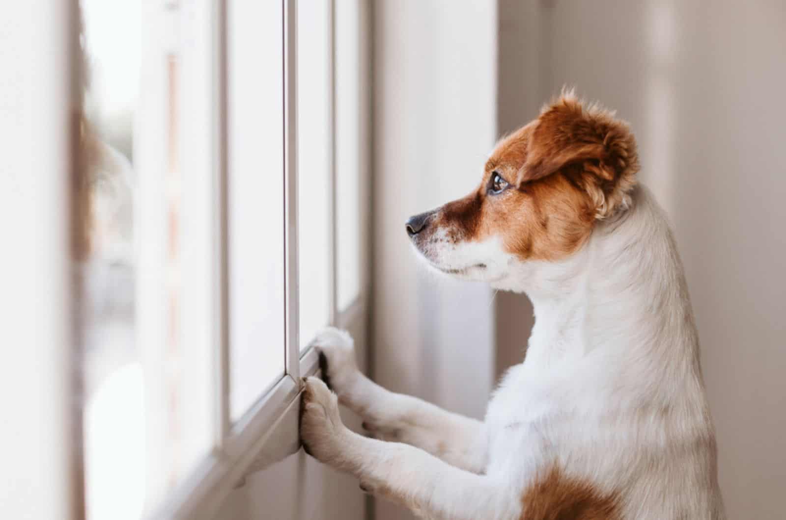 small dog standing on two legs by the window waiting for his owner