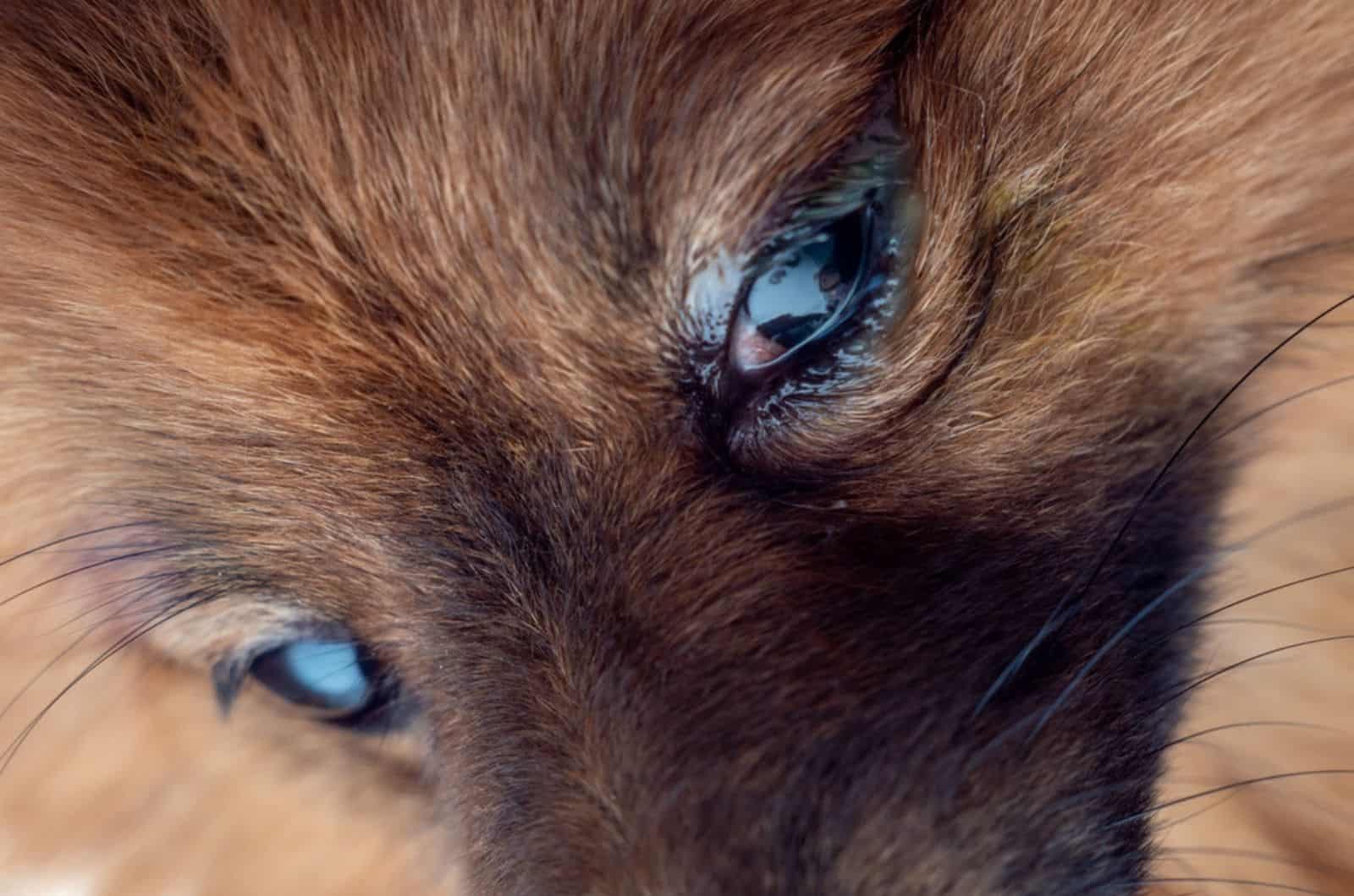 small brown dog with watery eyes