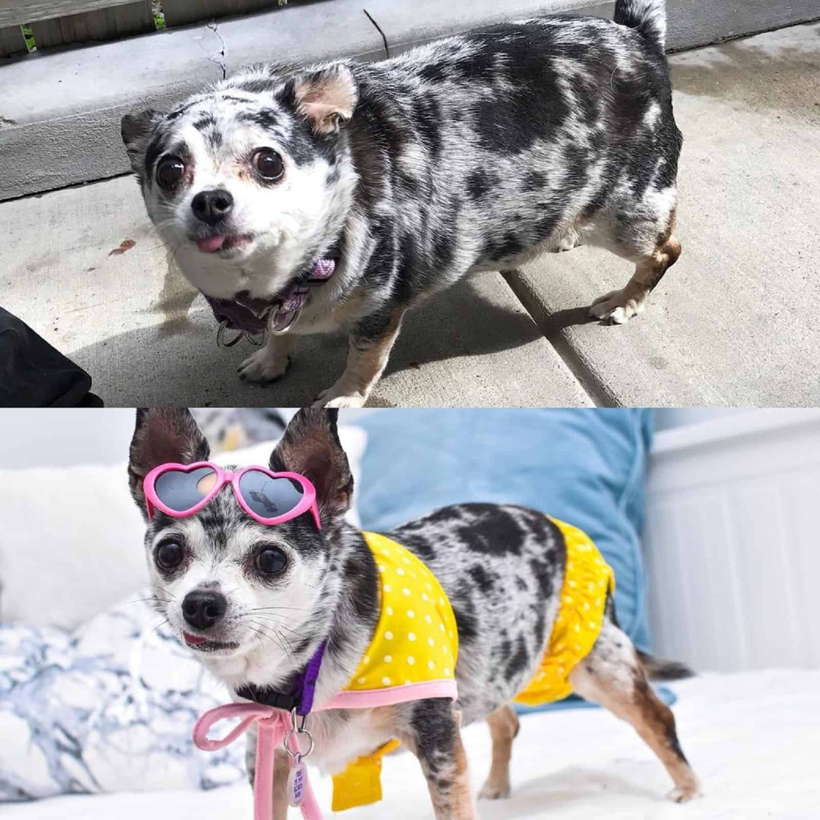 small dog before and after weigh loss