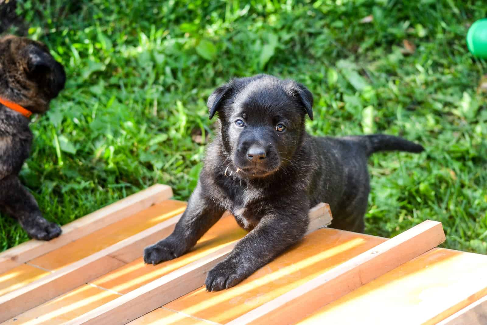 small dutch shepherd puppy