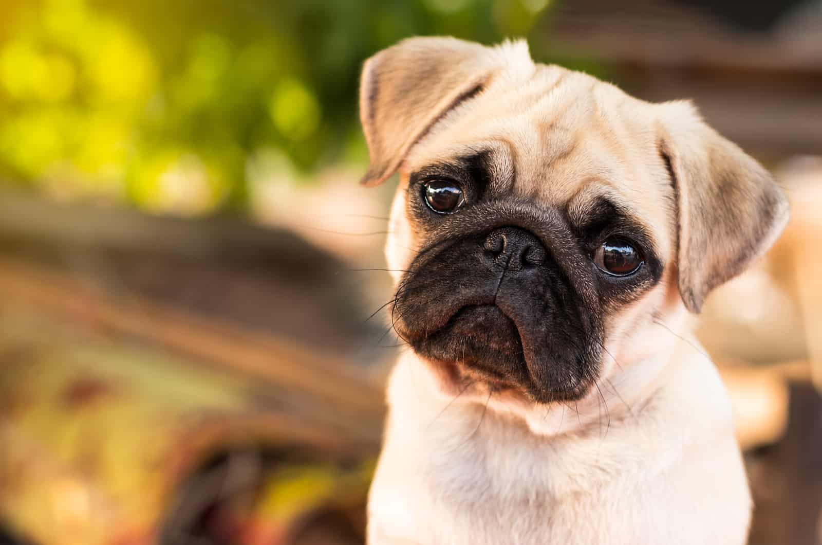 small fawn pug puppy