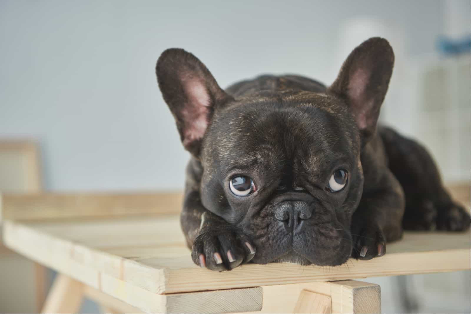 small french bulldog