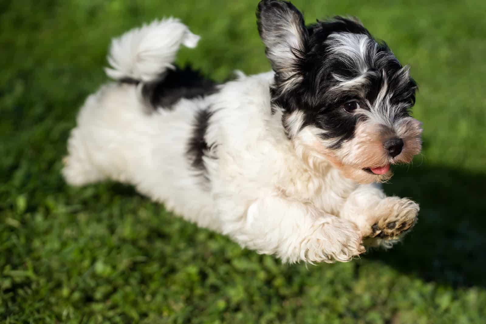 small havanese dog running