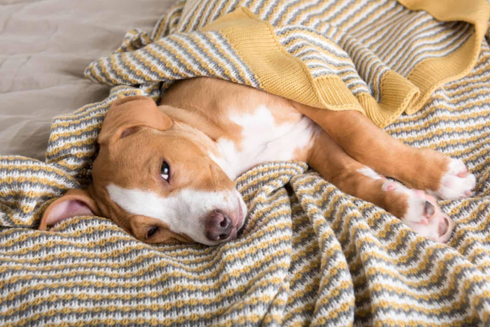 Small Labrador Mixed Puppy Falling Asleep on Yellow Striped Blanket