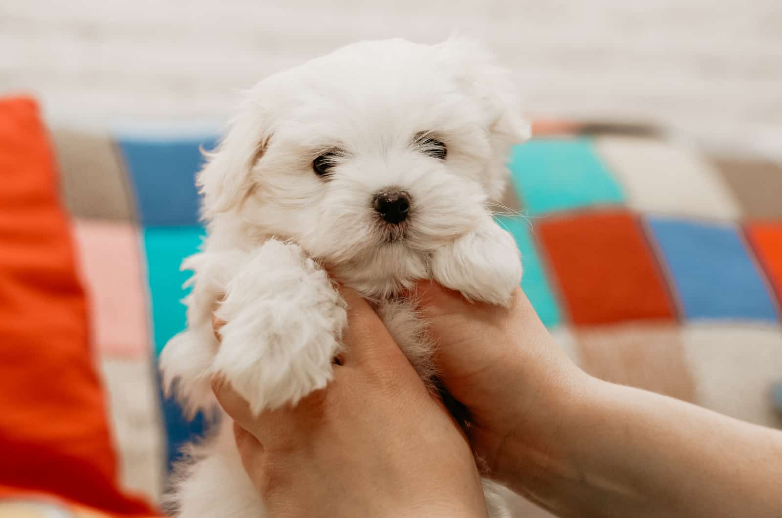 small maltese dog