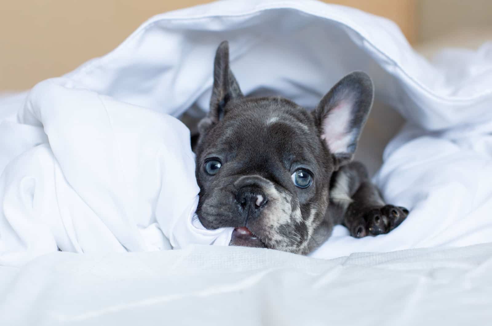 small merle french bulldog