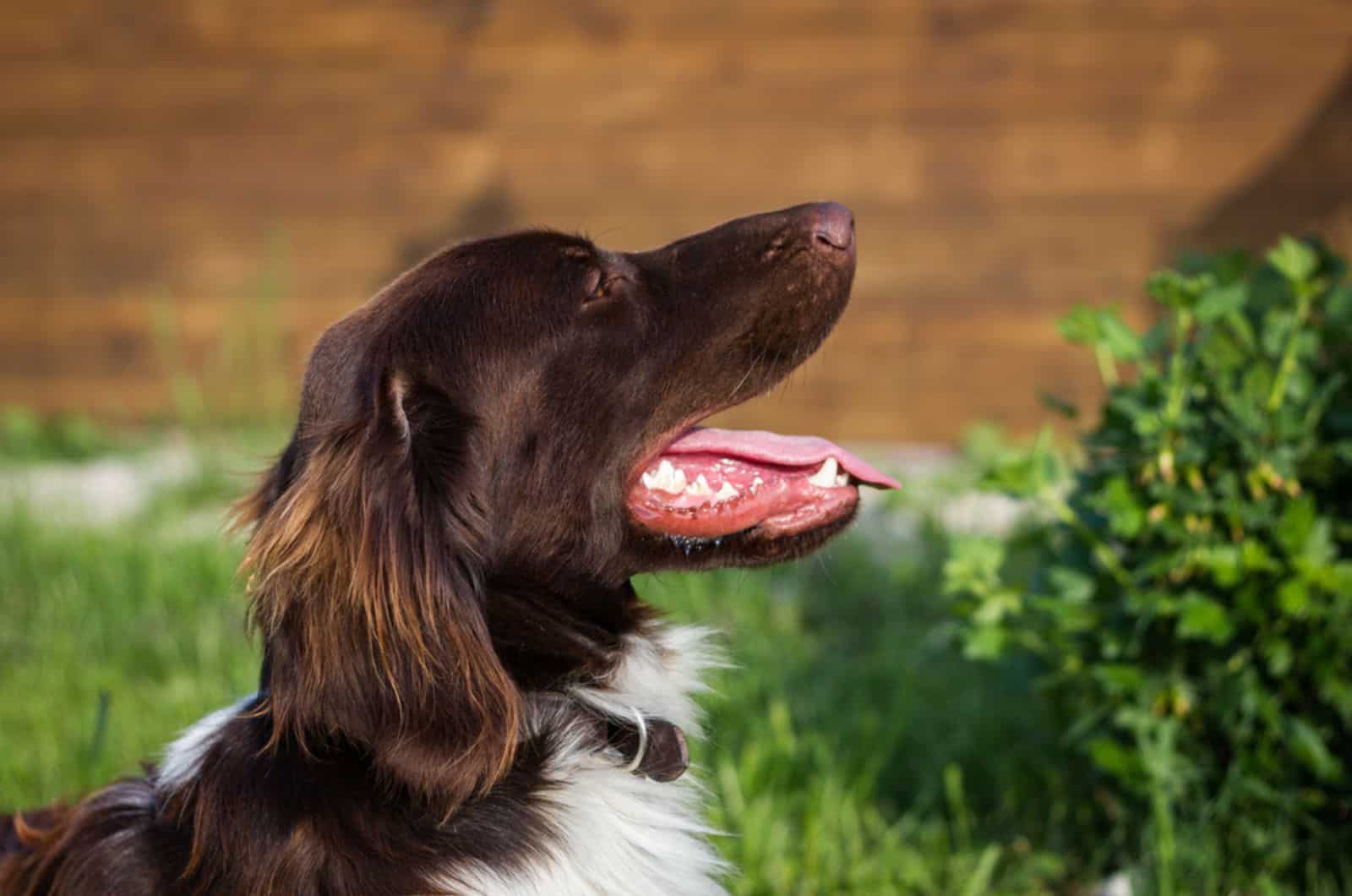 small munsterlander pointer in the garden