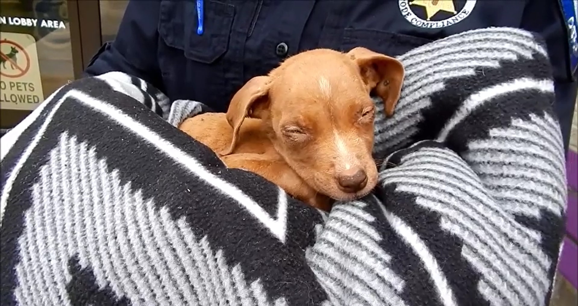 small pitbull puppy wrapped in a blanket