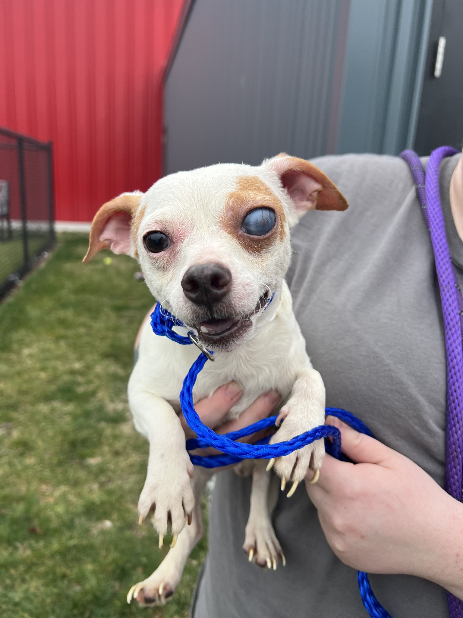 small pup being held