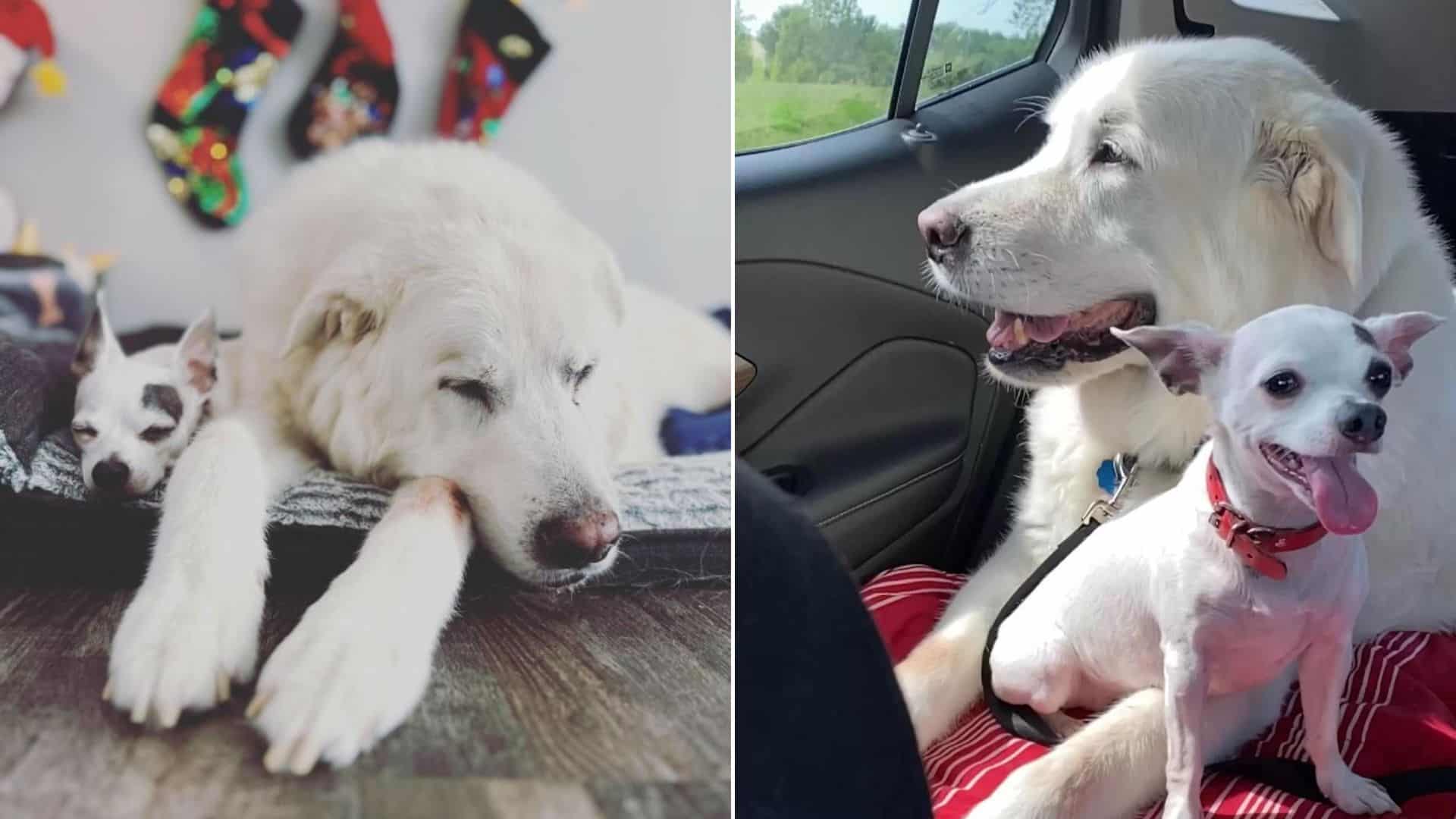 Tiny Dog Finds Comfort In A New Friend After Losing His Best Bud In The World