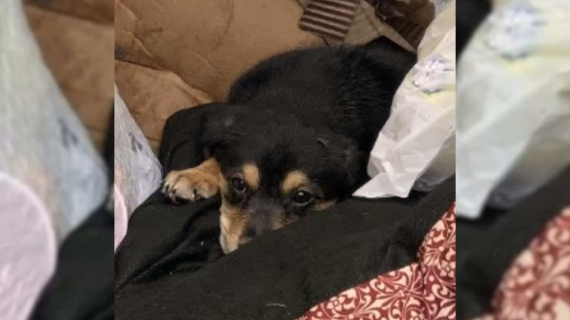 Man Opened A Dumpster Only To Be Surprised By A Furry Creature Watching Him From The Inside