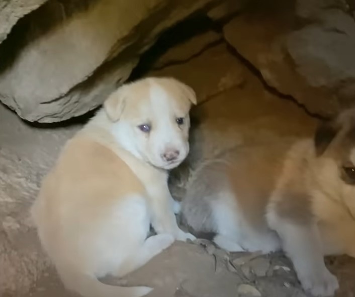 small puppy in a rock cave