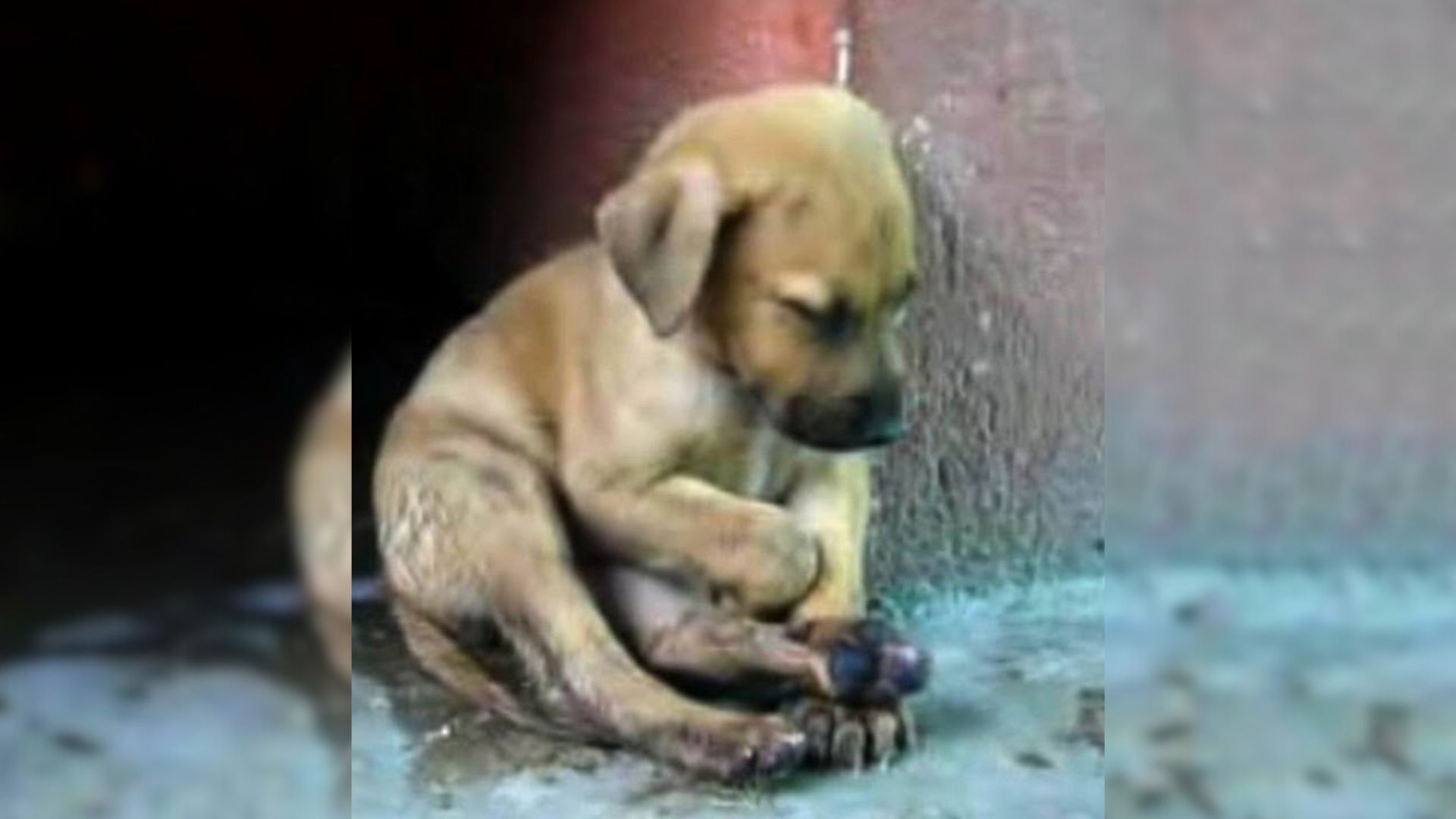 Small Puppy Sitting On The Street Was Desperate For Help And Then His Luck Changed For The Better