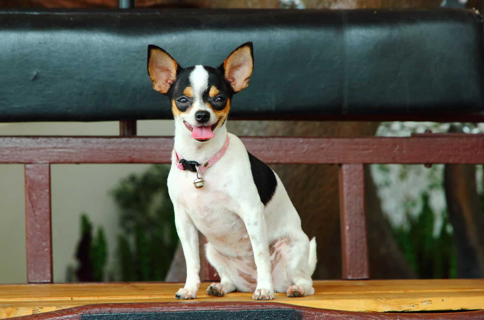 small rat terrier dog