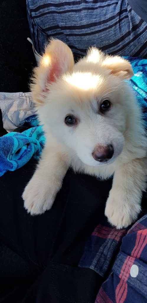 small sleepy white german shepherd puppy