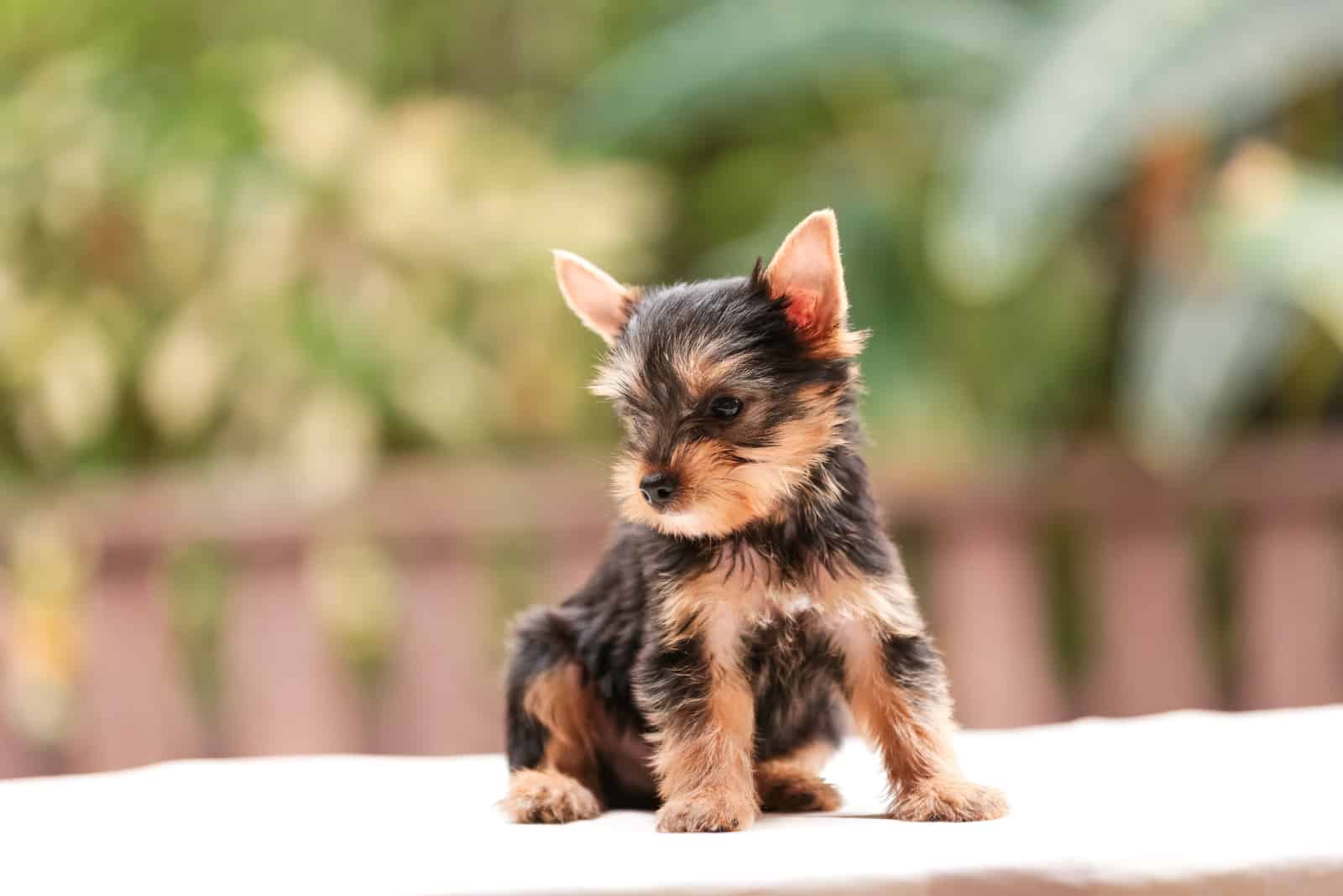 small teacup yorkie