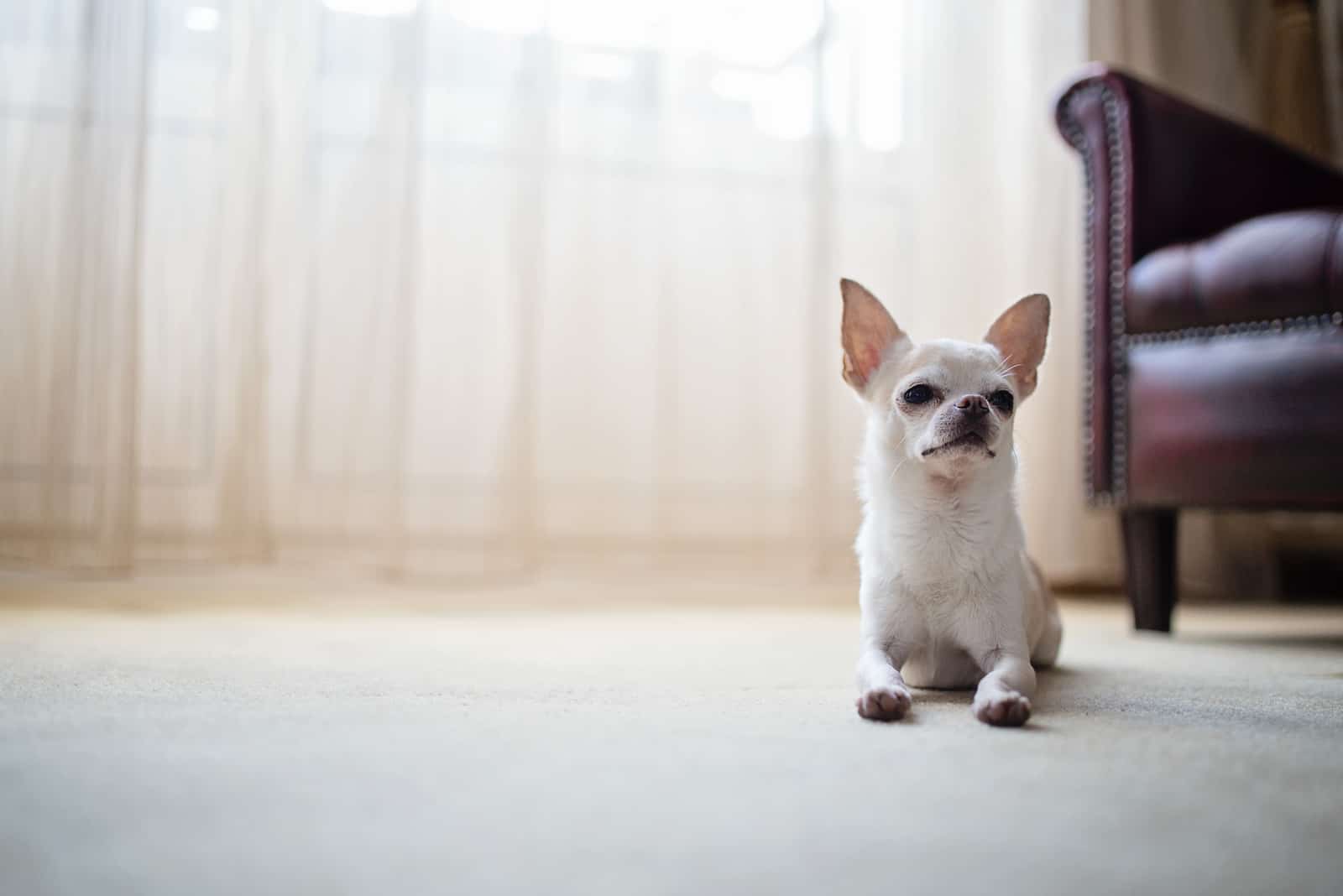 Small white cute Chihuahua dog lying