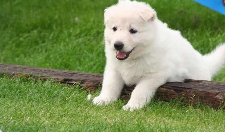 small white german shepherd puppy