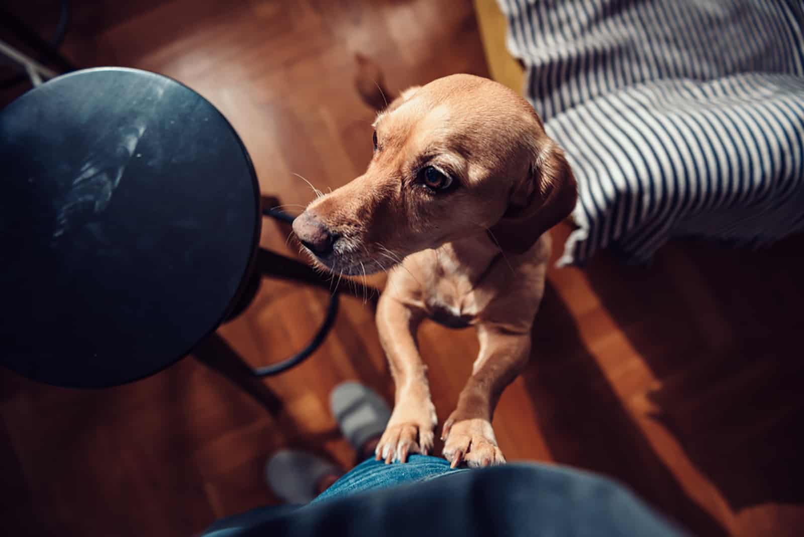 small yellow dog standing on hind legs next to his owner