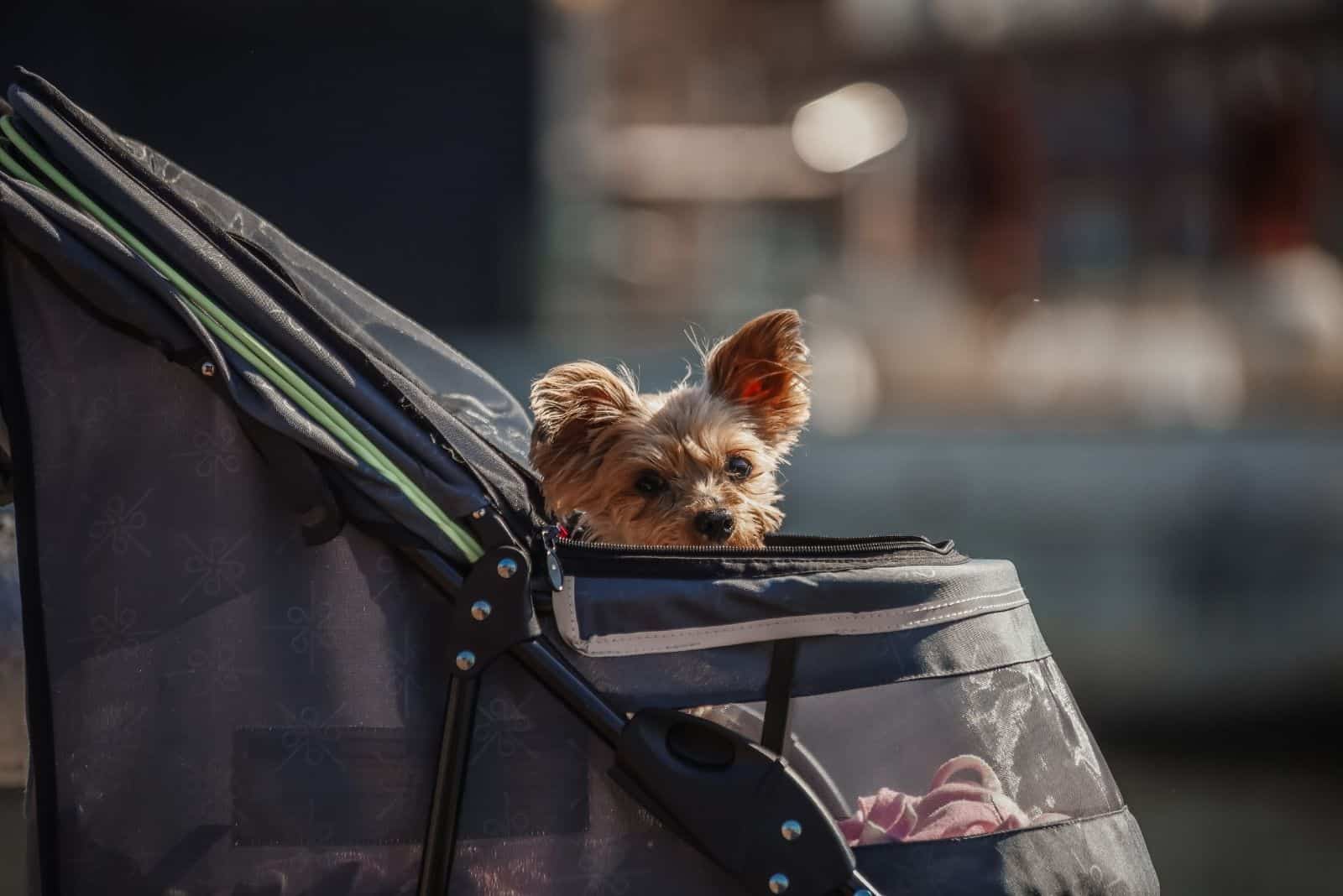 small yorkie terrier enjoy strolling outdoors