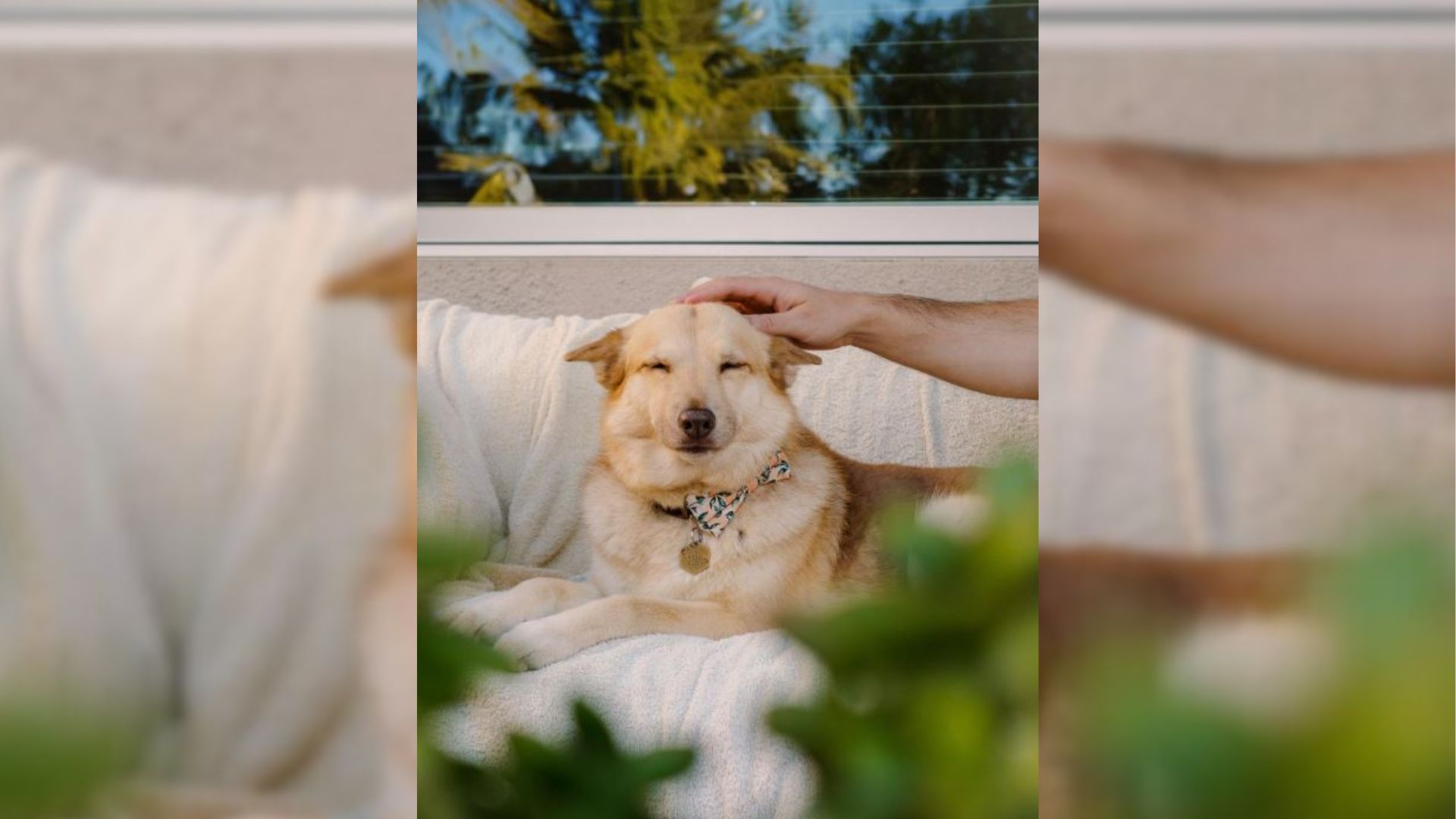 Smart Dog Invented Her Own “Language” To Communicate With Humans 