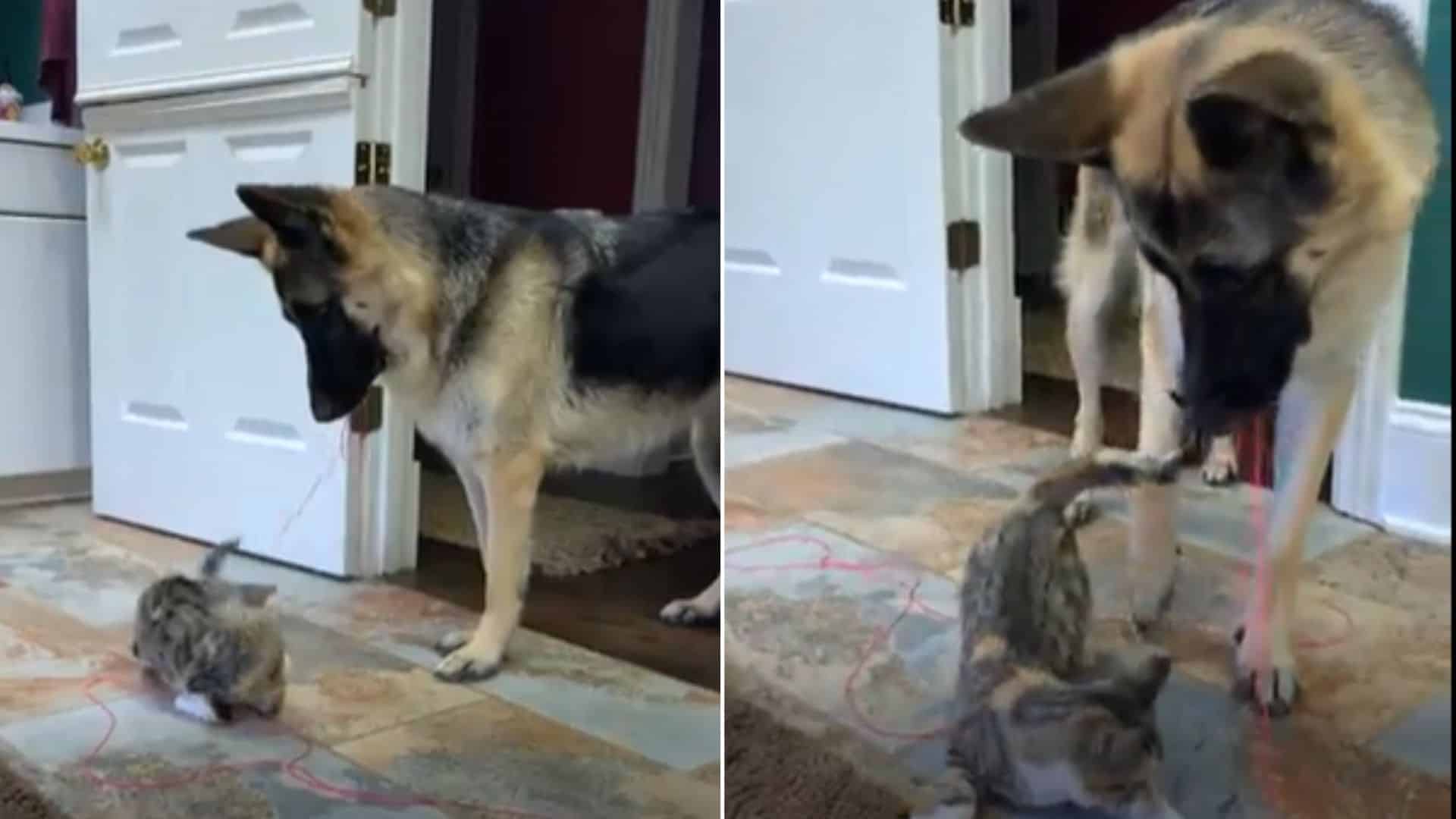 Smart German Shepherd Carries Cat Toys For Kitten To Play With