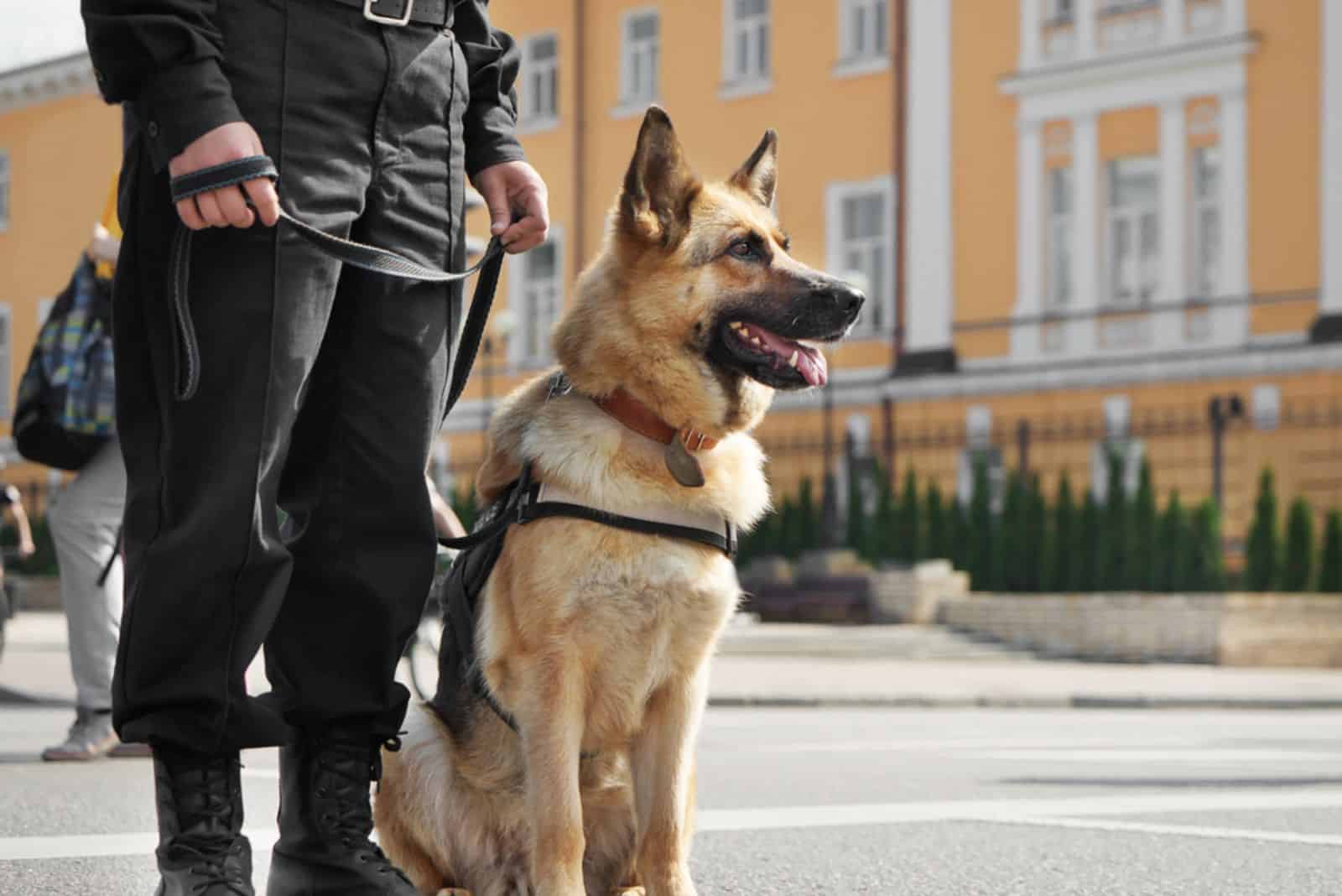 Smart police dog sitting outdoors