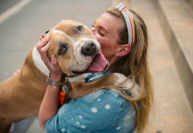 smiling bulldog with tongue out