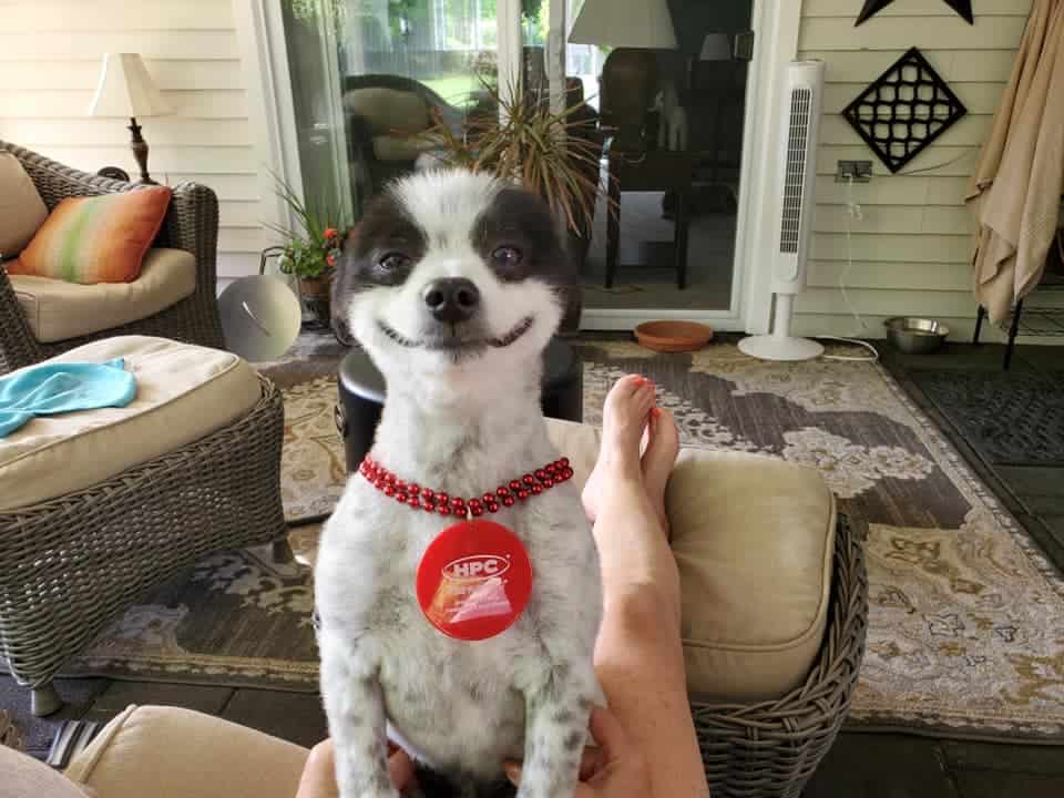 Smiling dog