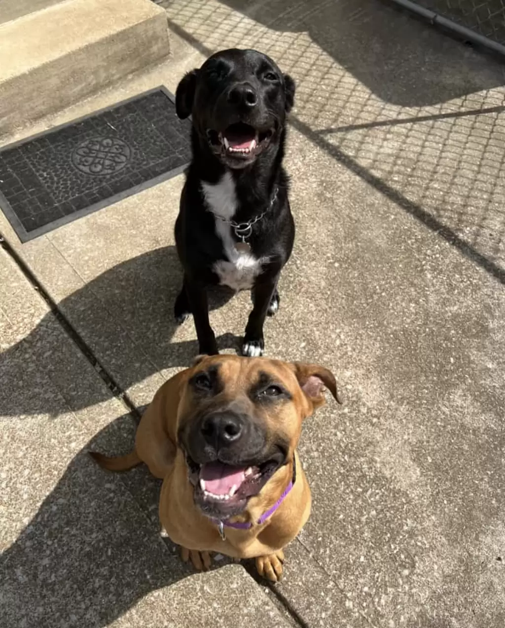 smiling dogs sit and look at their owner