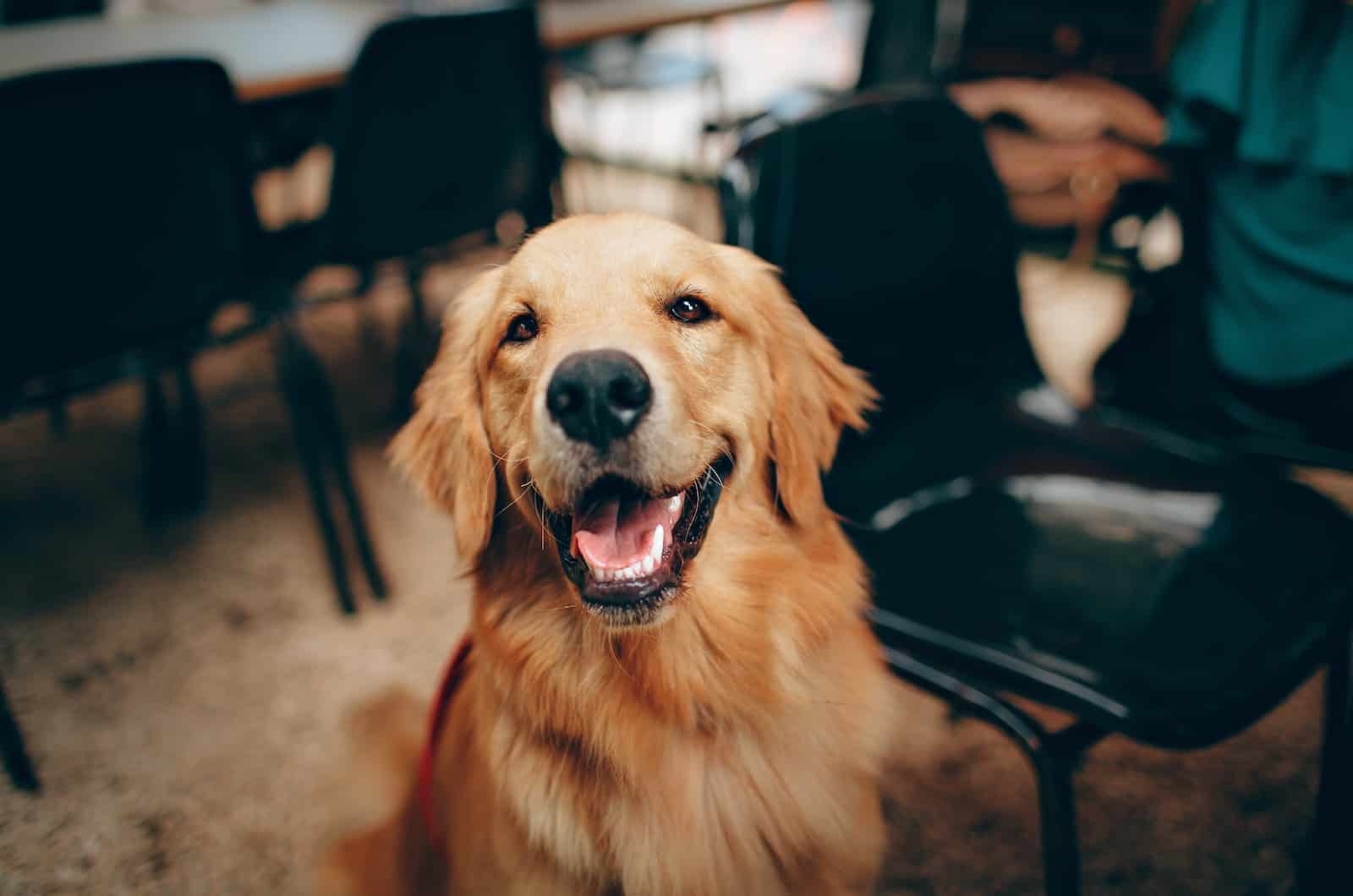 smiling golden retriever