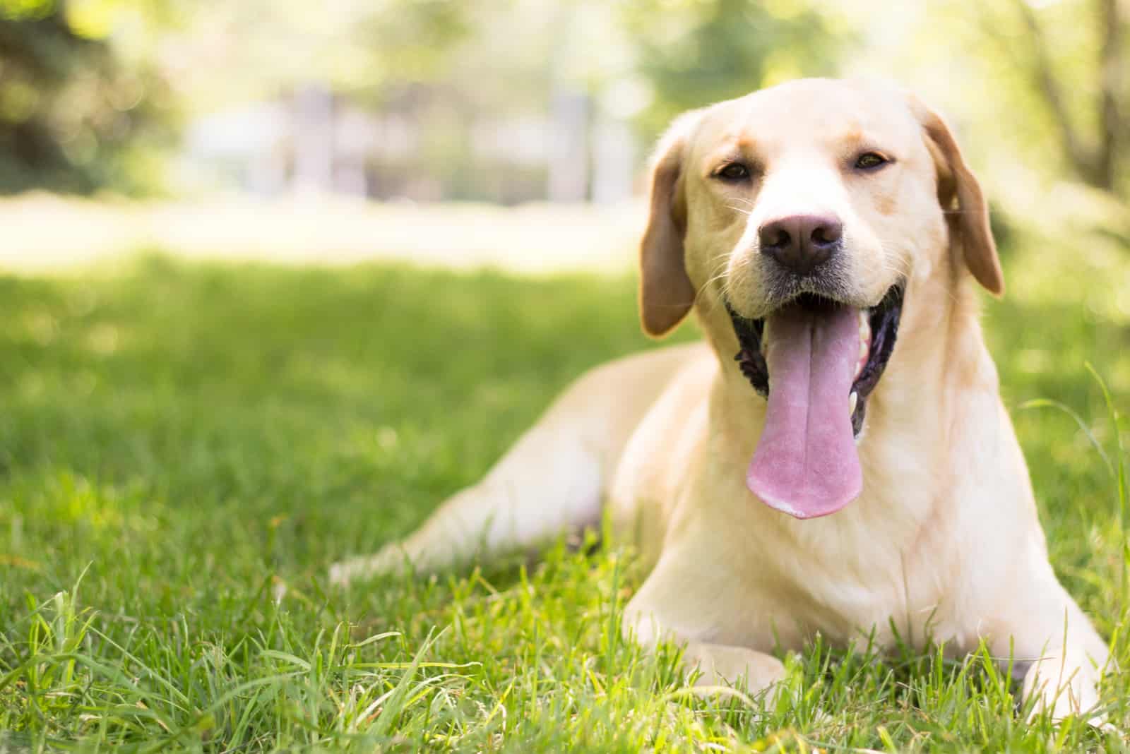 Smiling labrador dog