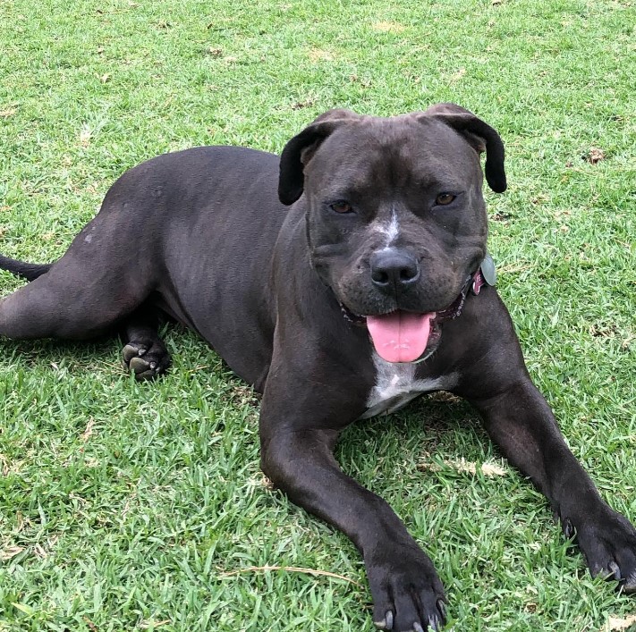 smiling pit bull lies on the grass