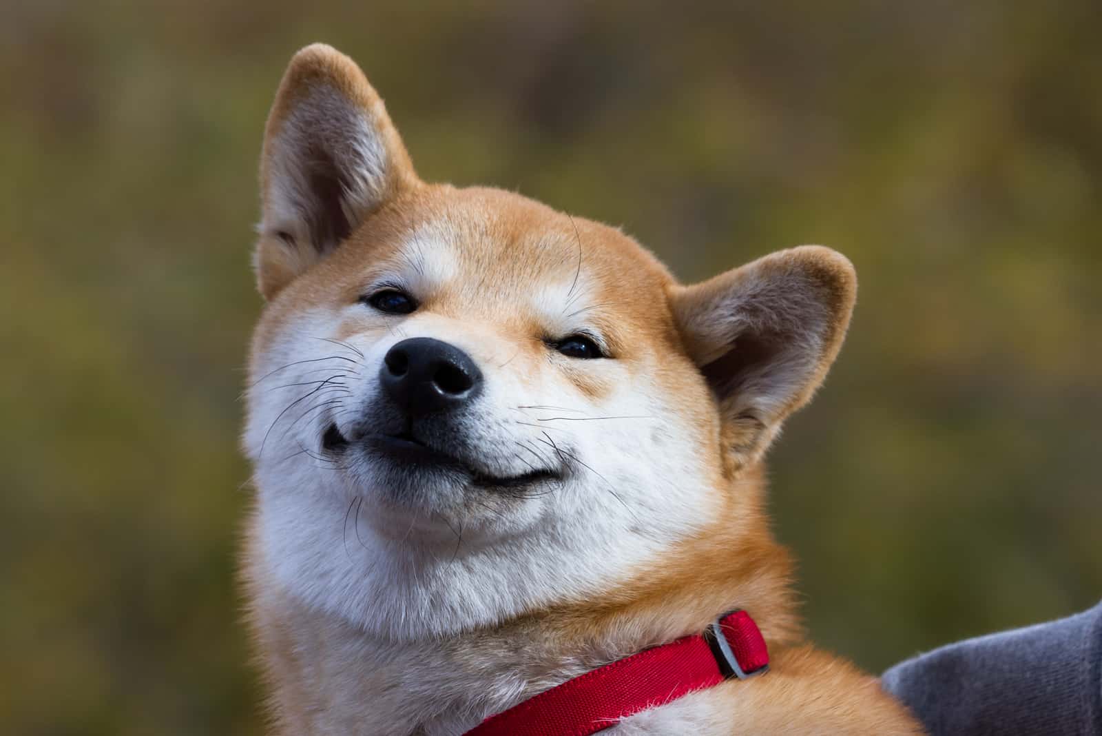 smiling shiba inu