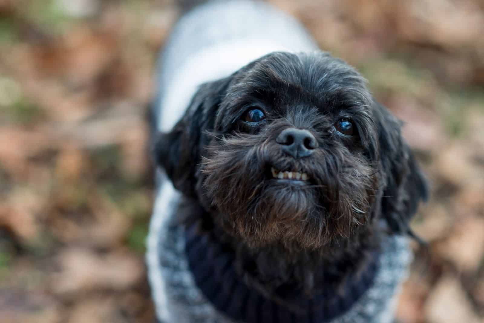 smiling shih tzu wearing dog shirt looking at the camera