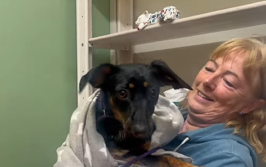 smiling woman grooming dog