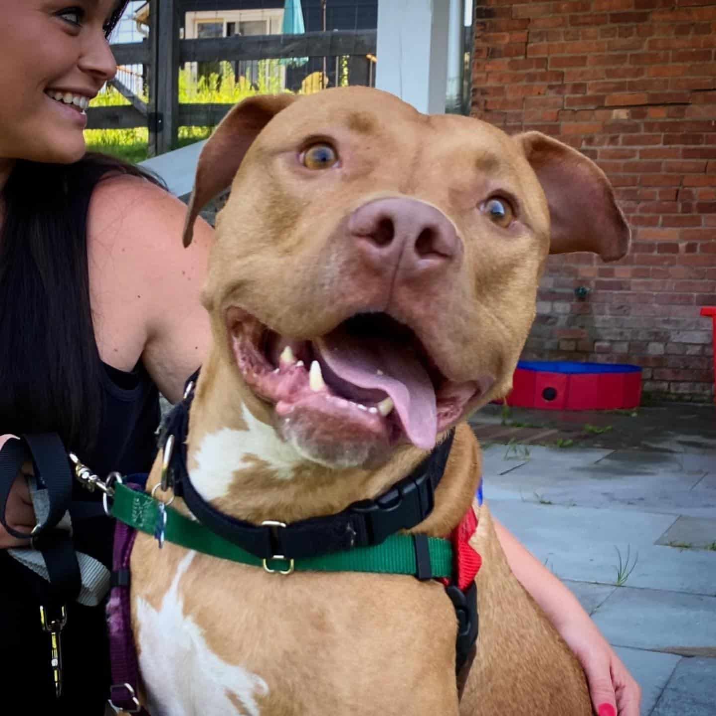 smiling woman hugging a dog