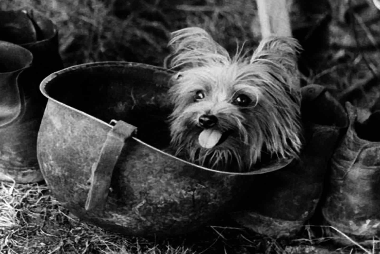 smokey yorkshire terrier