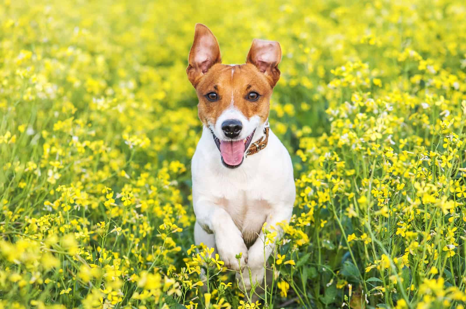 smooth coat jack russell running