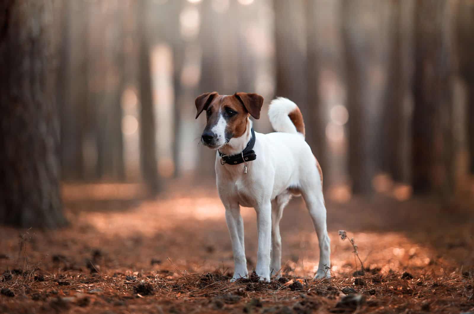 Smooth Fox Terrier