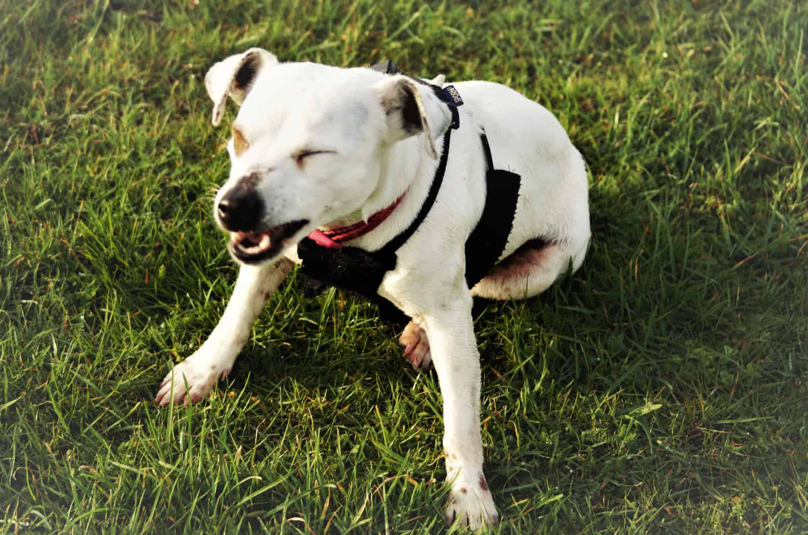 sneezing dog sitting on grass