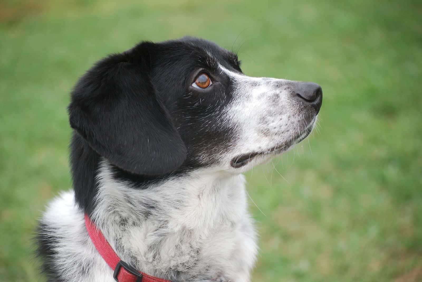 snoopy look alike beagle looking away standing outdoors