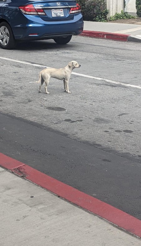 so he stands on the street and waits