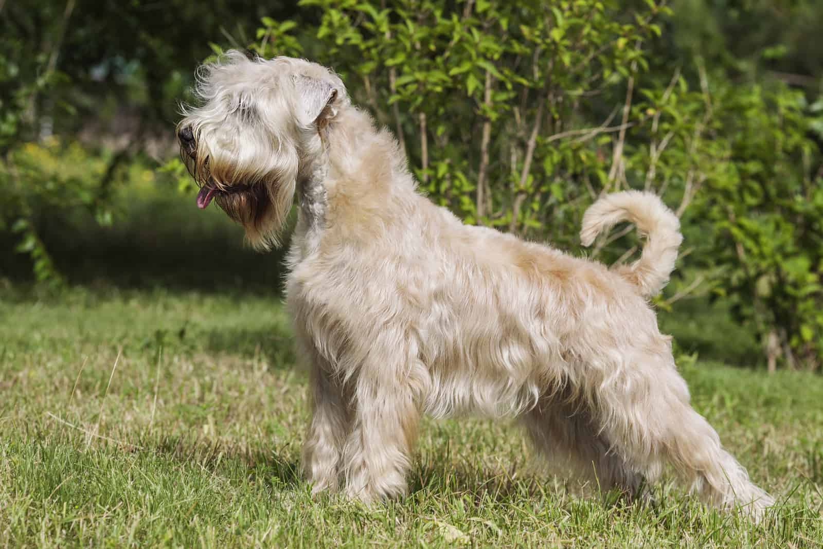 Soft-Coated Wheaten Terrier