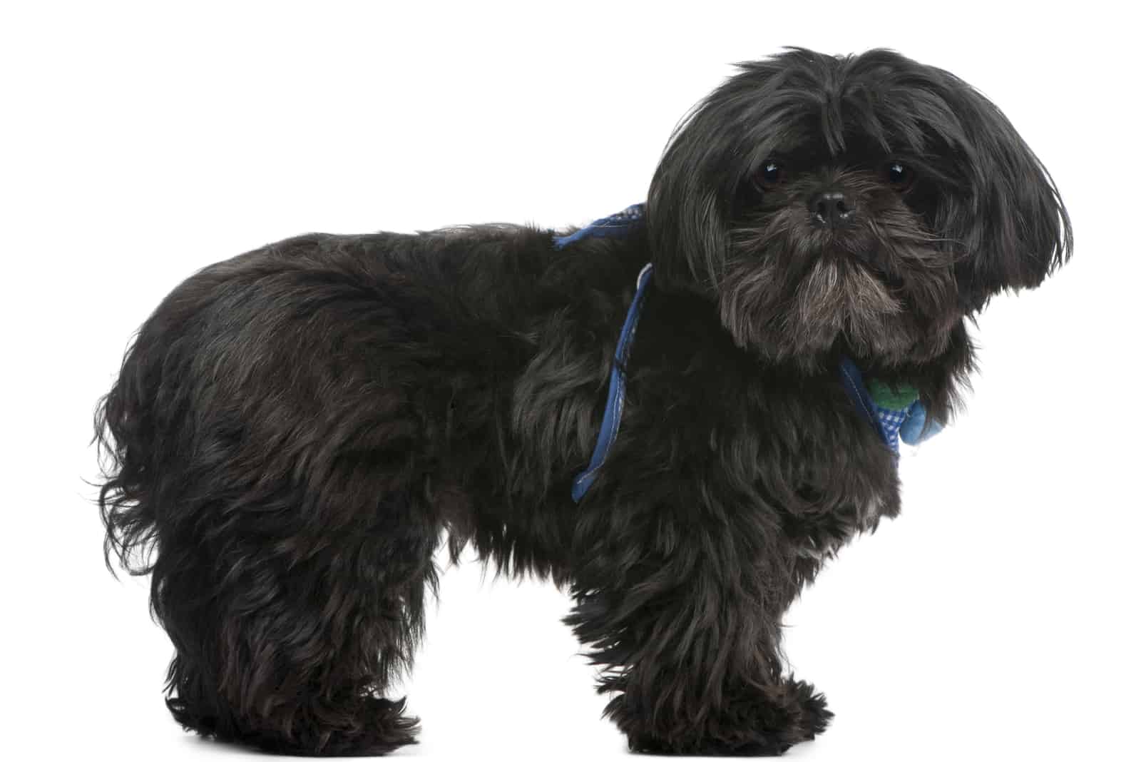 solid black Shih Tzu