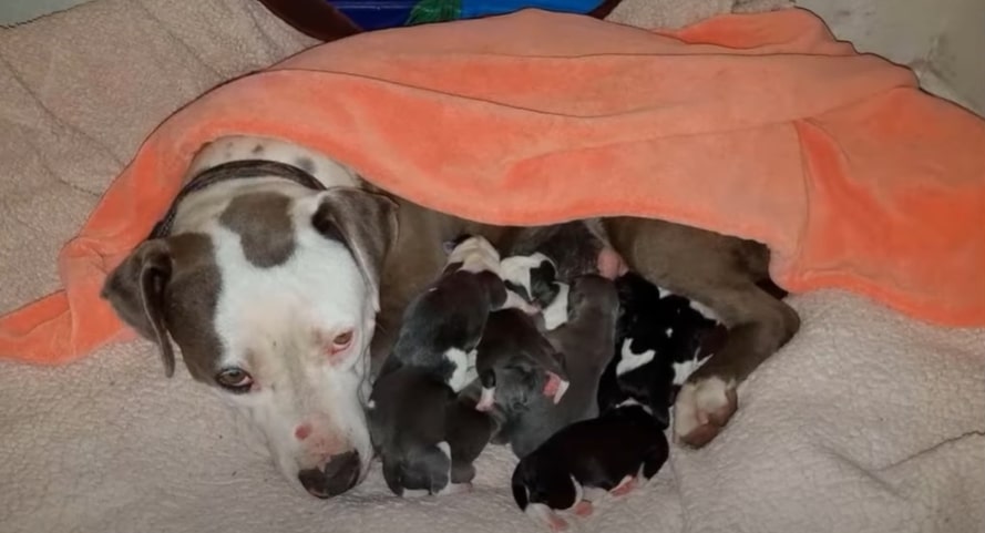 Sophie with her puppies lying in bed