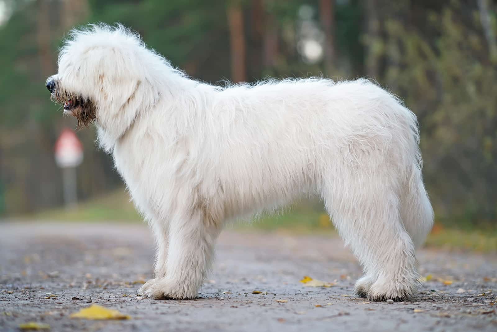 south russian ovcharka standing on the road