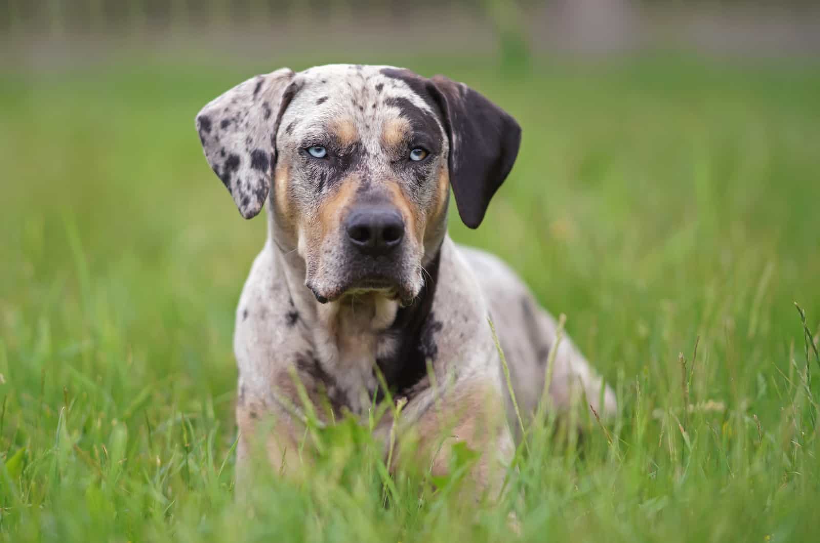 Spotted Dog Breeds: 30 Dogs With Remarkable Spots