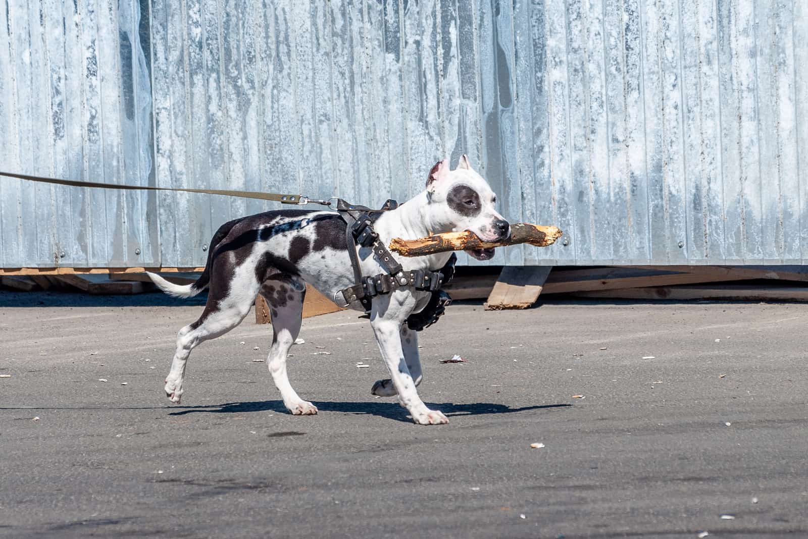 Spotted Pitbull on a leather leash carries a branch in his mouth