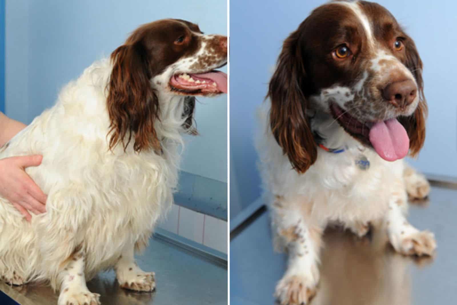 springer spaniel before and after weight loss